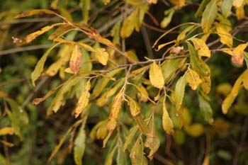 Sauce blanco - Hojas (Salix alba)