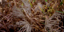 Hierba de pampa (Selloana de Cortaderia)