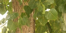 Chopo de Canadá - Hojas (Populus x canadensis)