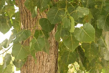 Chopo de Canadá - Hojas (Populus x canadensis)