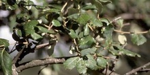 Alcornoque - Hoja (Quercus suber)
