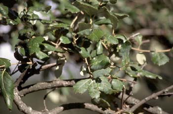 Alcornoque - Hoja (Quercus suber)