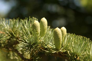 Cedro del Atlas - Flores masc. (Cedrus atlantica)