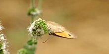 Lobito agreste - Macho (Pyronia tithonus)