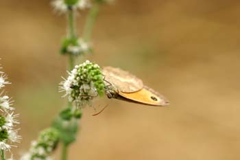 Lobito agreste - Macho (Pyronia tithonus)