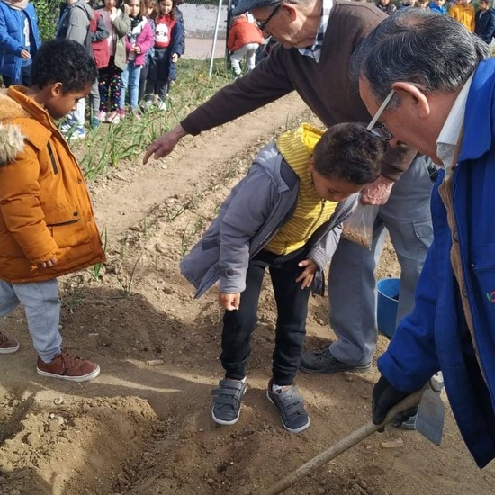 1º de Primaria_Plantamos garbanzo  3