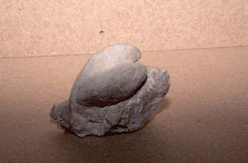 Megalodon sp. (Molusco-Bivalvo) Triásico