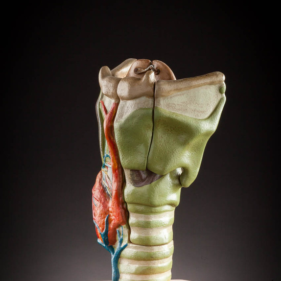 IES_ISABELLACATOLICA_ANATOMIA_045