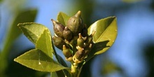 Limonero - Fruto jóven (Citrus limon)