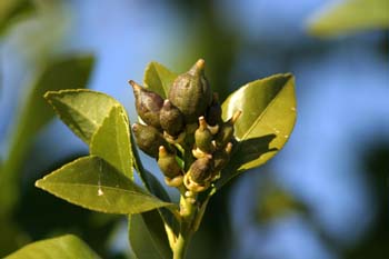 Limonero - Fruto jóven (Citrus limon)