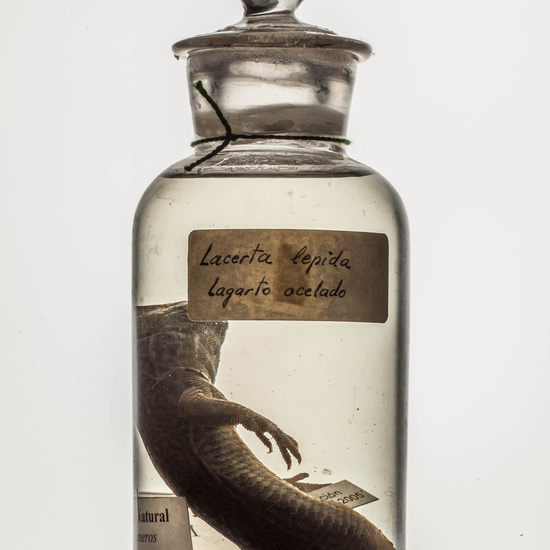 IES_CARDENALCISNEROS_CIENCIASNATURALES_236