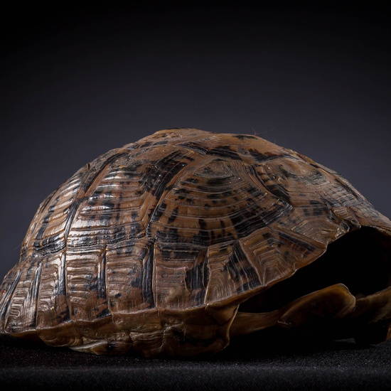 IES_SANISIDRO_MUSEO_Zoolgía_045