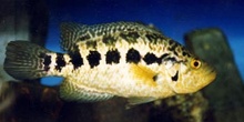 Ciclido jaguar (Cichlasoma managuense)