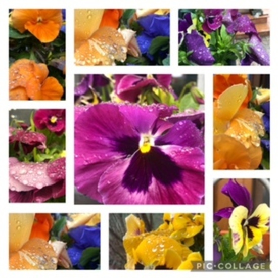 Collage de flores
