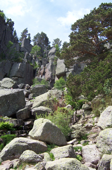 Bosque en las inmediaciones de la Laguna Negra, Soria, Castilla