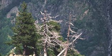 Pino negro - Porte (Pinus uncinata)