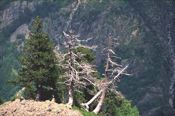 Pino negro - Porte (Pinus uncinata)