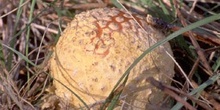 Matamoscas (Amanita muscaria)