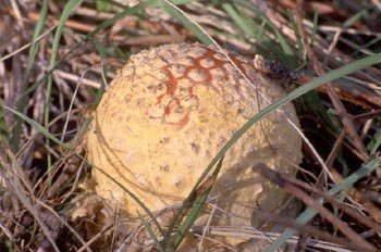 Matamoscas (Amanita muscaria)