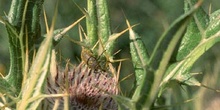 Gorgojo de los cardos (Dorytomus sp.)