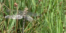 Libélula (Aeshna sp.)