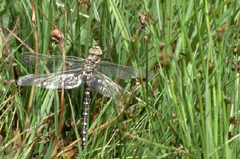 Libélula (Aeshna sp.)