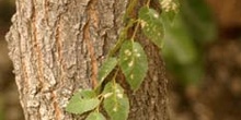 Olmo de Siberia - Corteza (Ulmus pumilla)