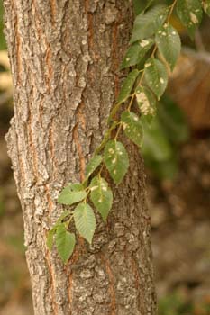 Olmo de Siberia - Corteza (Ulmus pumilla)