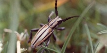 Longicornio zapador (Dorcadion guilianii)