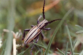 Longicornio zapador (Dorcadion guilianii)