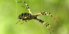 Araña cestera (Argiope bruennichi)