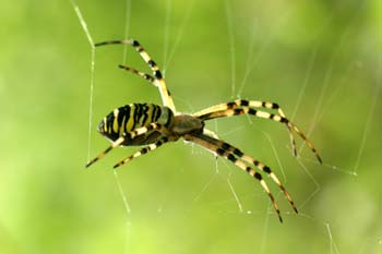 Araña cestera (Argiope bruennichi)