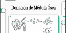 Donación de médula ósea