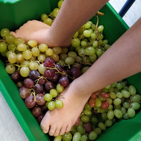 Vendimia del Tramo I 8