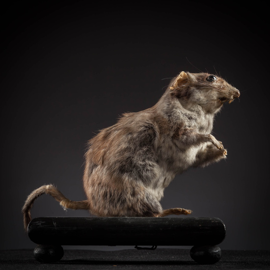 IES_SANISIDRO_MUSEO_Zoolgía_148