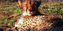 Leopardo