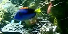 Pez cirujano azul de cola amarilla (Paracanthurus hepatus)