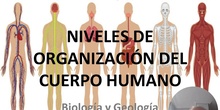 Tema 1 La organización del ser humano (I)