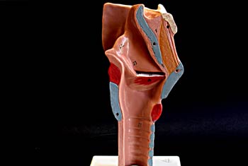 Laringe y Tráquea Sección