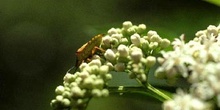 Chinche de escudo (Carpacoris fuscispinus)