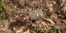 Escarabajo tigre (Cicindela maroccana)