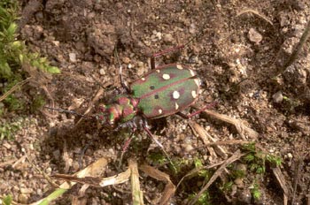 Escarabajo tigre (Cicindela maroccana)