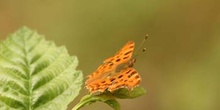 C-blanca (Polygonia c-album)