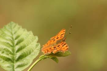 C-blanca (Polygonia c-album)