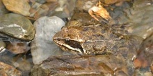 Rana pirenaica (Rana pyrenaica)