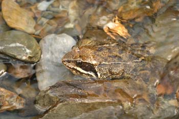 Rana pirenaica (Rana pyrenaica)