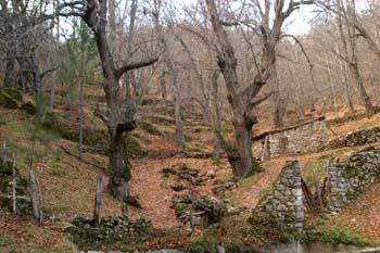 Castaño - Bosque (Castanea sativa)