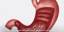 DIGESTIVE SYSTEM