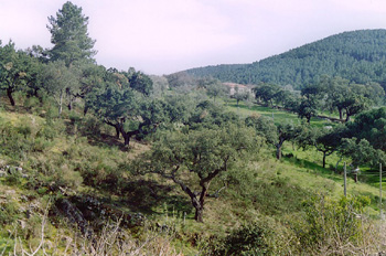 Campos de Jola, Cáceres