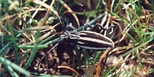 Longicornio zapador (Dorcadion segovianum)